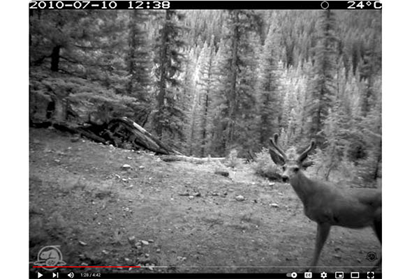 Screen shot from the Parks Canada video A Wild Year in Banff National Park