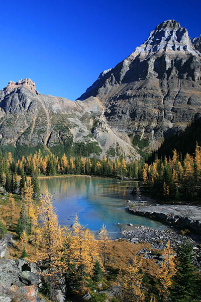Opabin Plateau, above Lake O'Hara is prime larch viewing every September.
