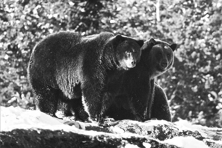 grizzly bears at Lake Louise, 1969