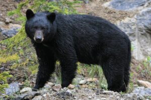 black bear, Canadian Rockies