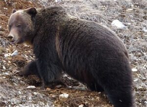 A very active grizzly bear has been pillaging... Brian Patton file photo.