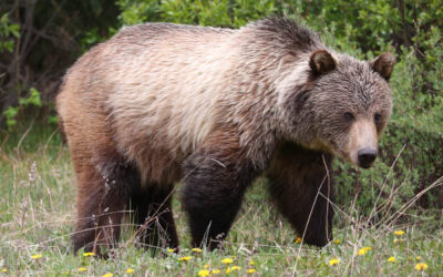 Grizzly closes trails in Kootenay National Park