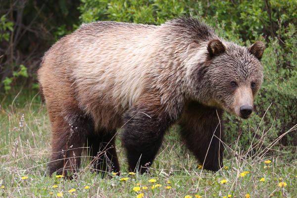 Grizzly bear, Kananaskis Country