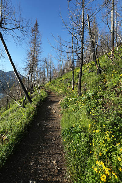 Regrowth from the Kenow wildfire along the Waterton shoreline trail