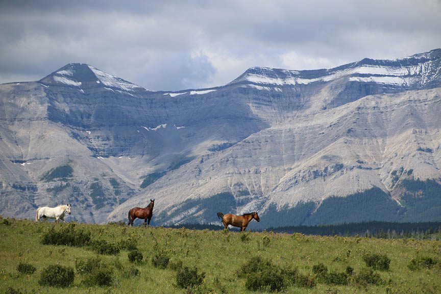 horses at Ya-Ha-Tinda Ranch
